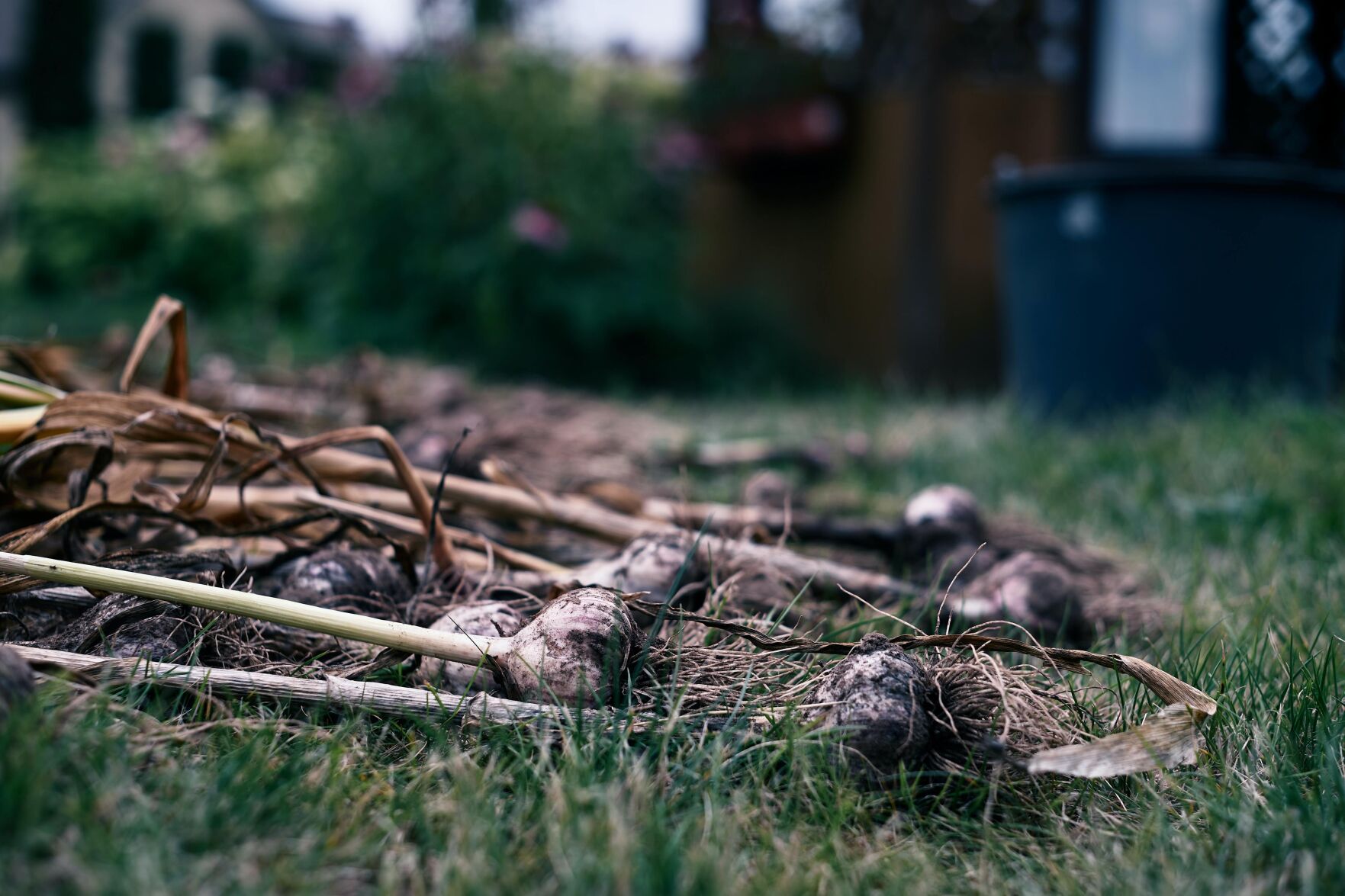 Garlic